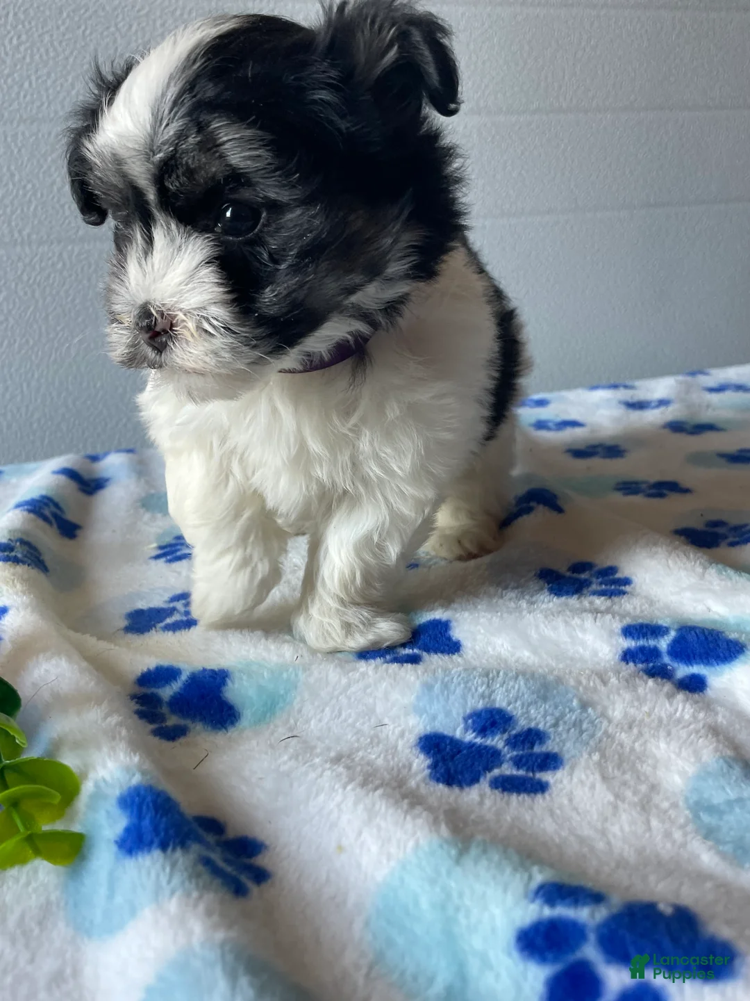 Havanese dogs for sale: Blossom - Ad 2