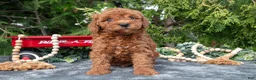 Cavapoo dogs for sale: Somber - Ad 2
