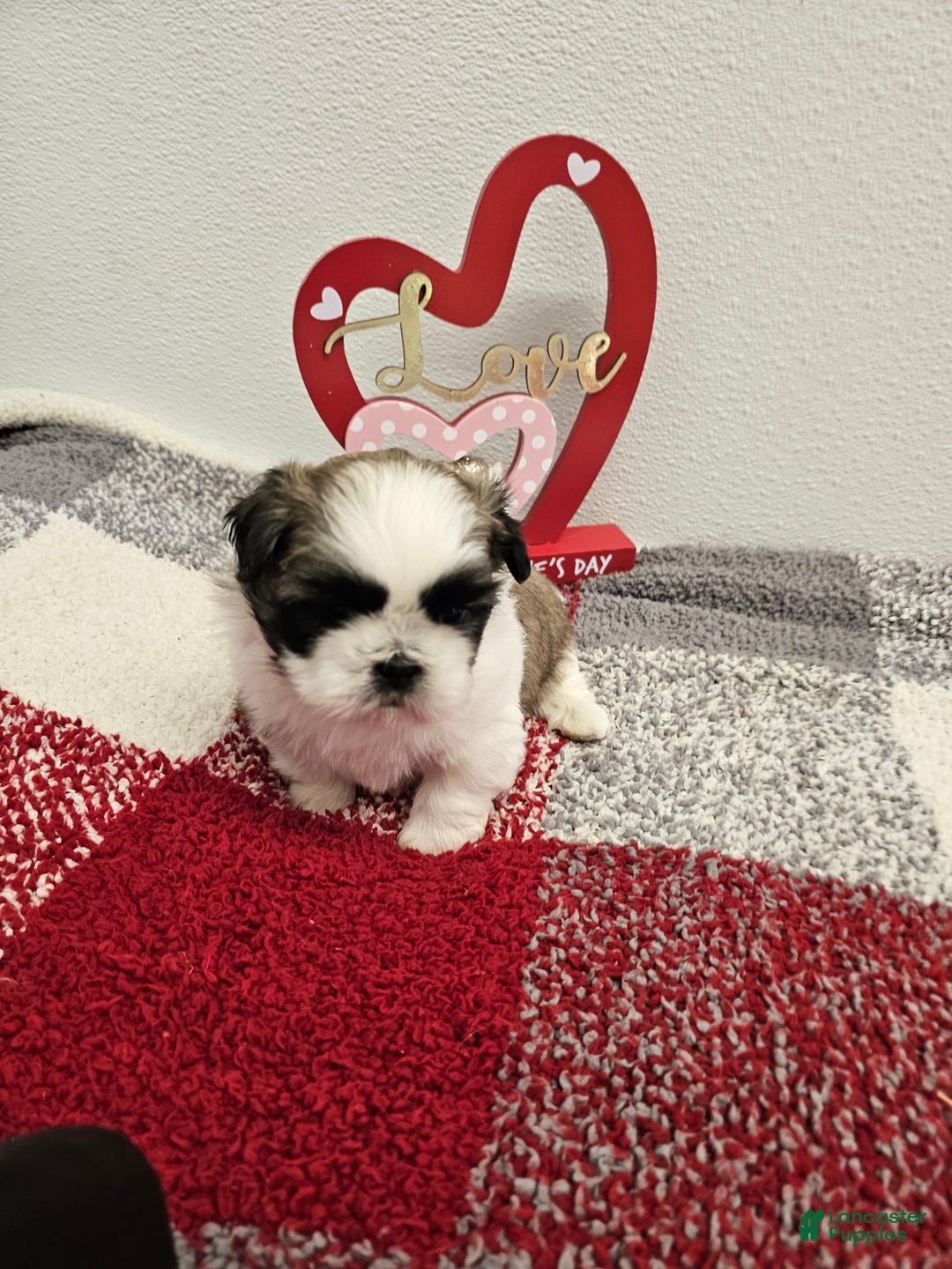 Shih Tzu dogs for sale: Chester Ckc - Ad 7