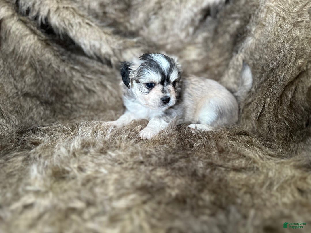 Mixed Breed dogs for sale: Ryan - Ad 9