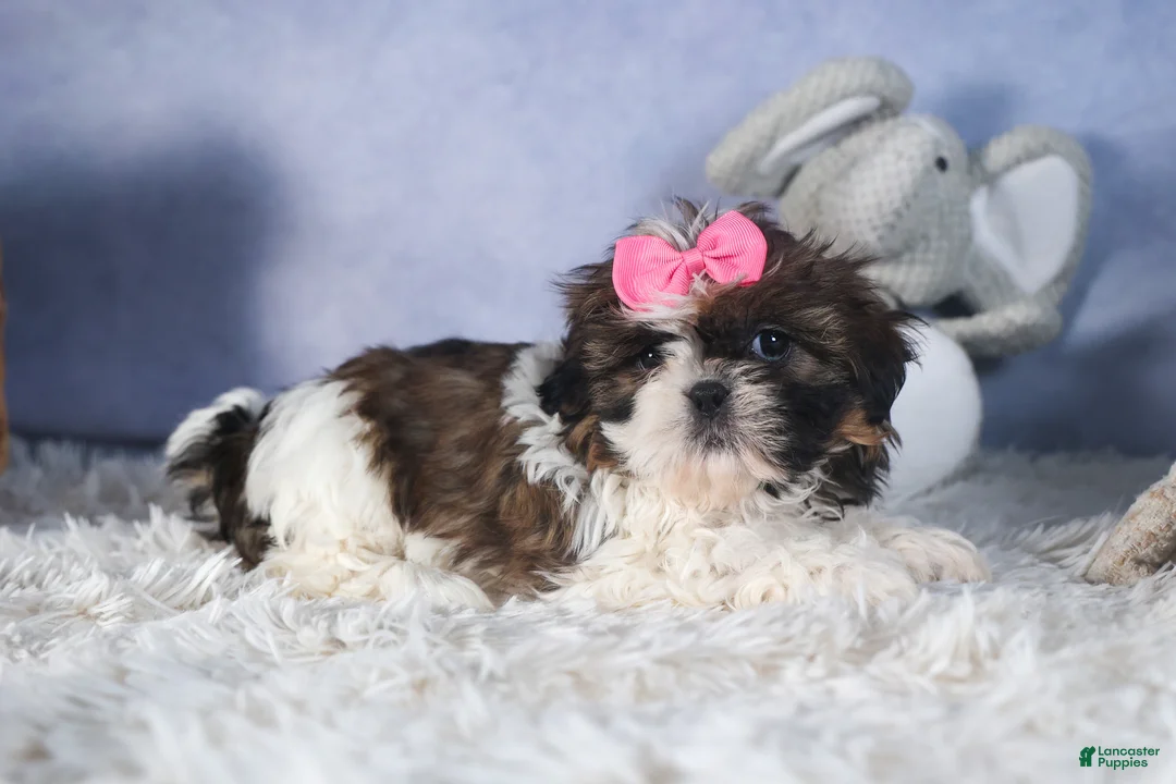 Shih Tzu dogs for sale: JENA - Ad 5