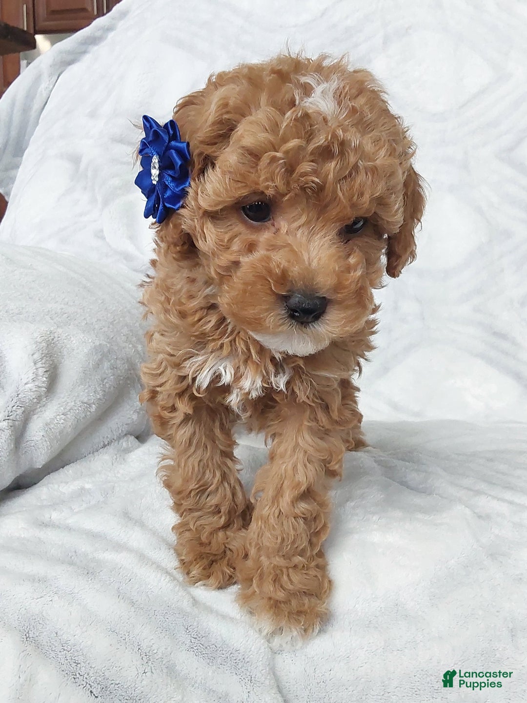 Cavapoo dogs for sale: Cavapoo Puppy 1 captain - Ad 5