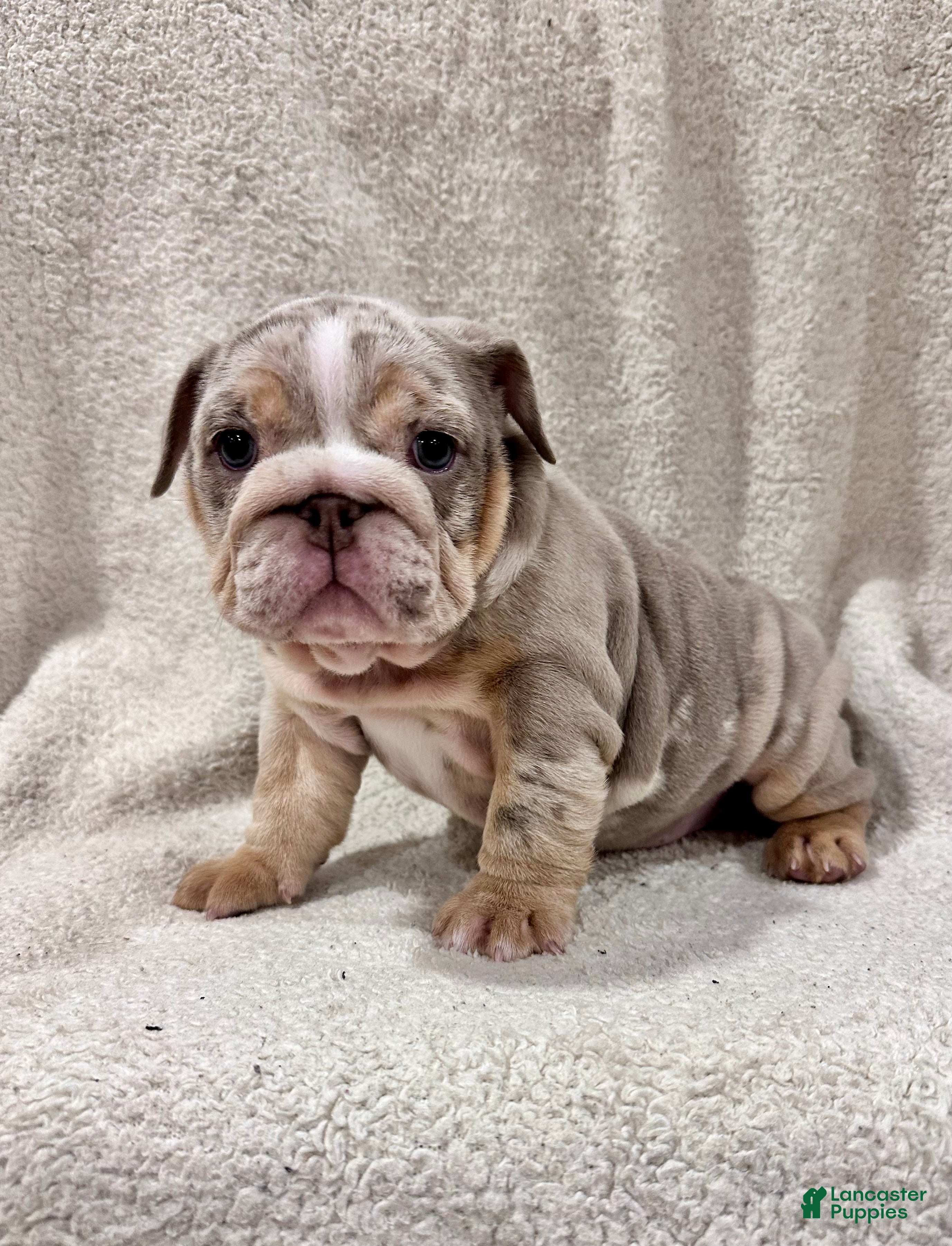 English Bulldog dogs Greta - Ad 41