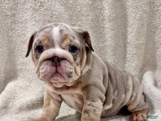 English Bulldog dogs Greta - Ad 41