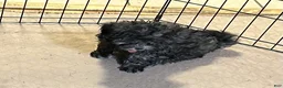 Shihpoo dogs for sale: Shihpoo 3 - Ad 3
