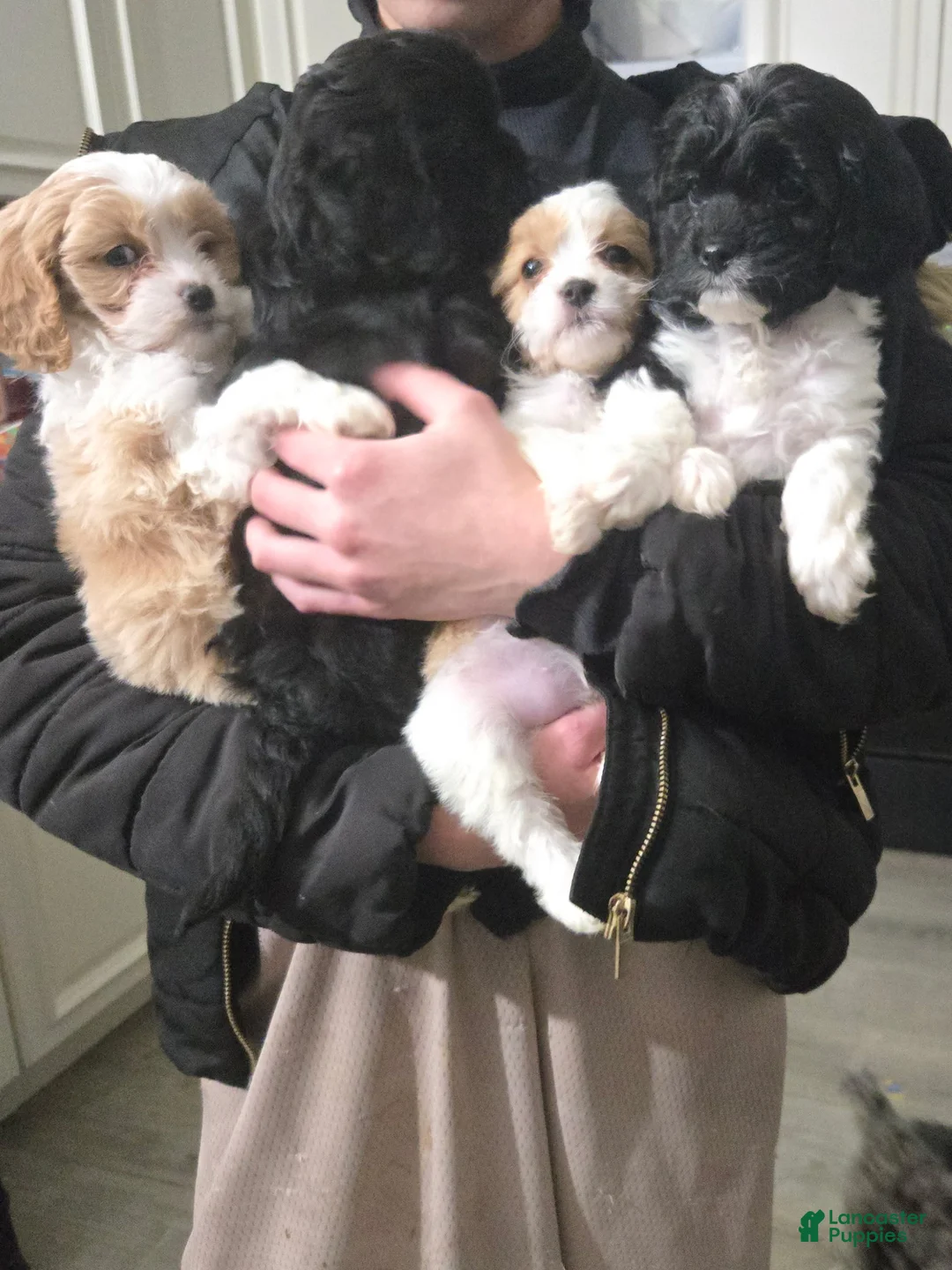 Cavapoo dogs for sale: Roscoe - Ad 6
