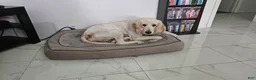 Goldendoodle dogs for sale: Maty - Ad 3