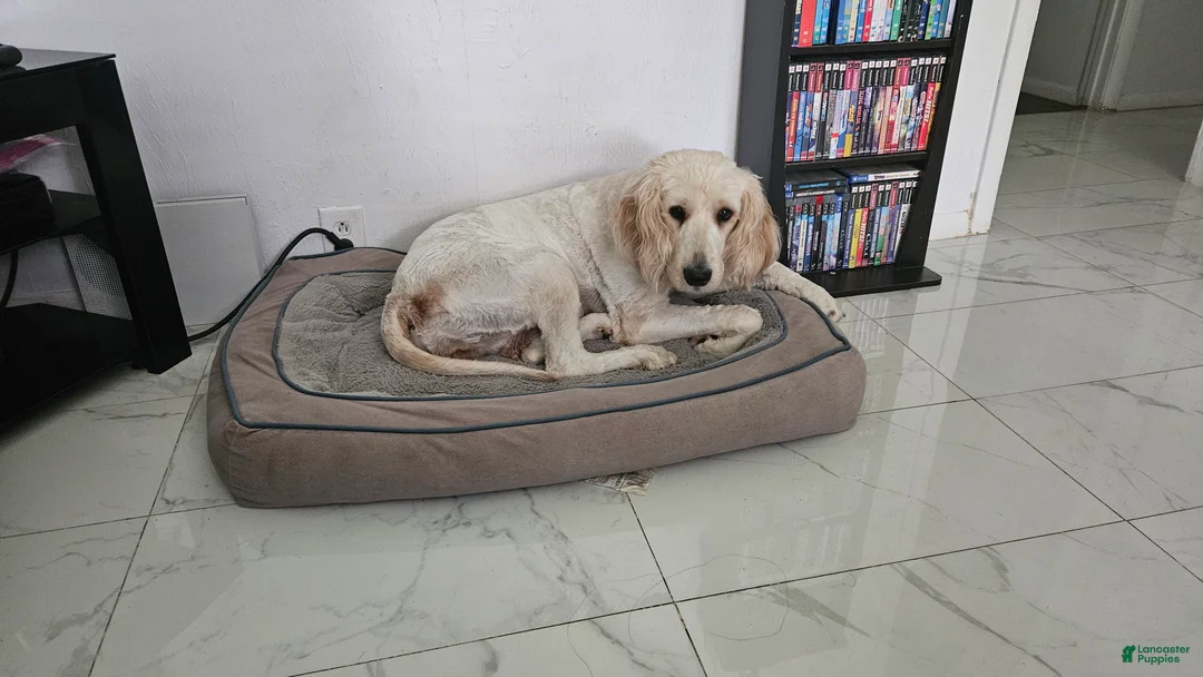 Goldendoodle dogs for sale: Maty - Ad 3