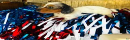 Miniature Dachshund dogs for sale: Johnny Walker (Longhair) - Ad 2