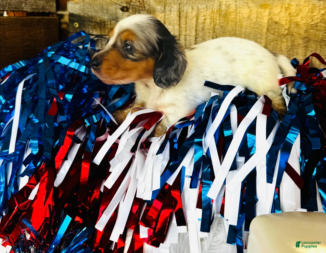 Miniature Dachshund dogs for sale: Johnny Walker (Longhair) - Ad 2