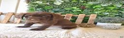 Labrador Retriever dogs for sale: Ranger - Ad 4