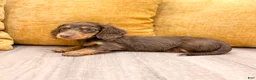 Miniature Dachshund dogs for sale: Timmy - Ad 5