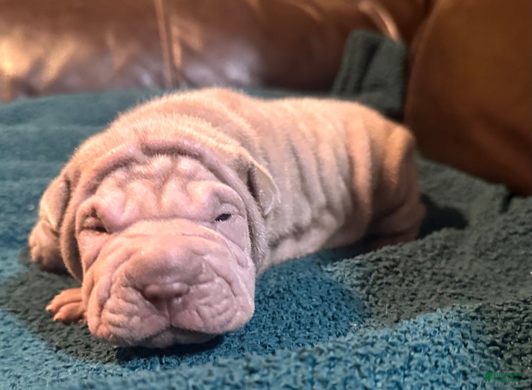 Shar Pei dogs for sale: Juliet - Ad 2