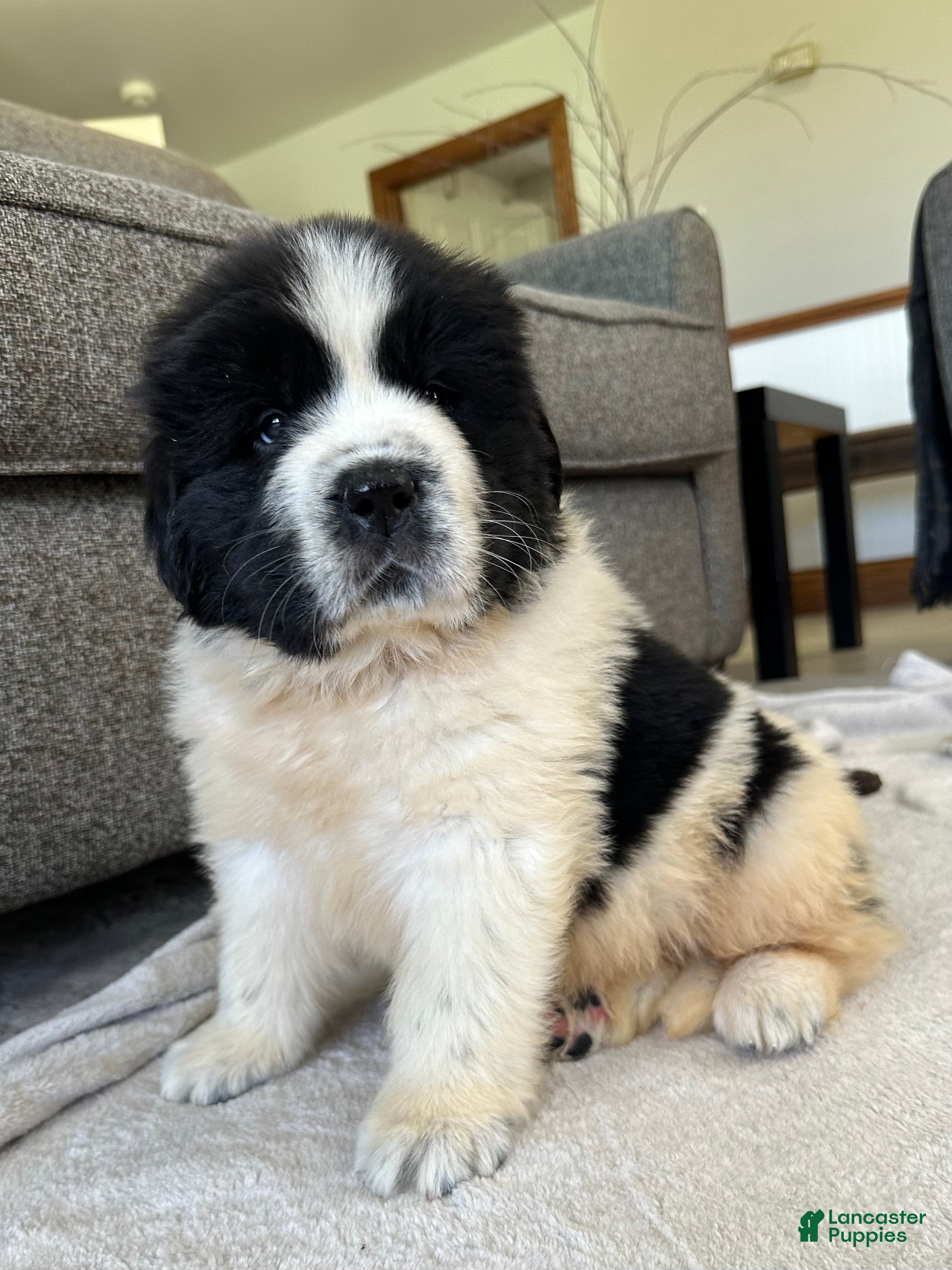 Newfoundland dogs for sale: “ Boone” OFA, CH, AKC  - Ad 3