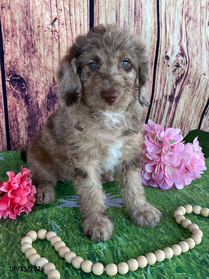 Miniature Labradoodle dogs Sunshine - Ad 1