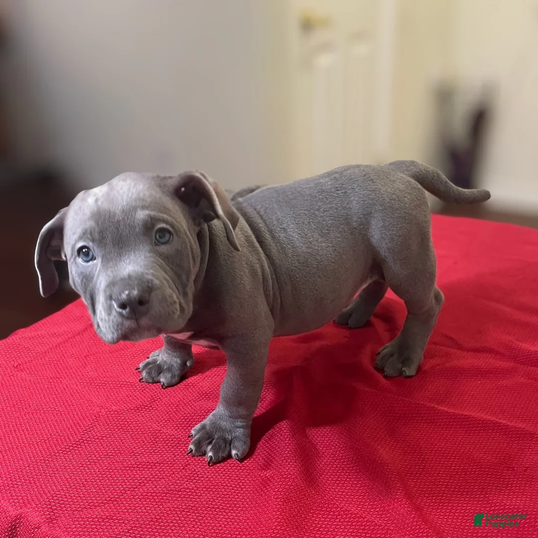 American Bully dogs for sale: Rocko - Ad 19
