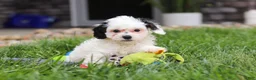 Cavapoo dogs for sale: Jordan - Ad 6