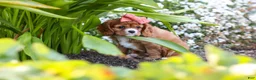 Cavalier King Charles Spaniel dogs for sale: Minnie - Ad 9