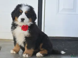 Bernese Mountain Dog dogs Grayson - Ad 3