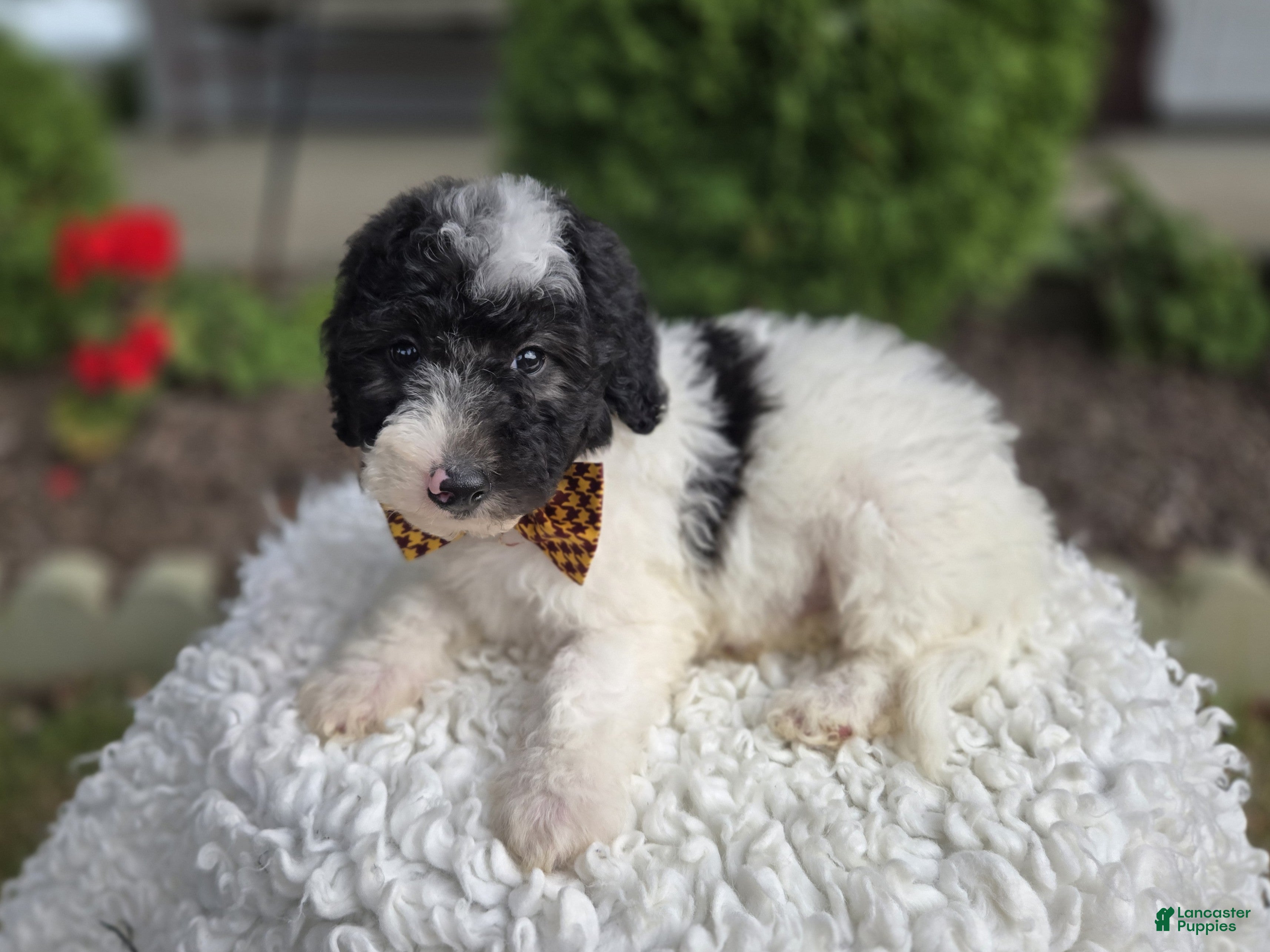 Mini Sheepadoodle dogs Josh - Ad 2