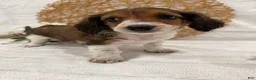 Miniature Dachshund dogs for sale: Dream - Ad 16