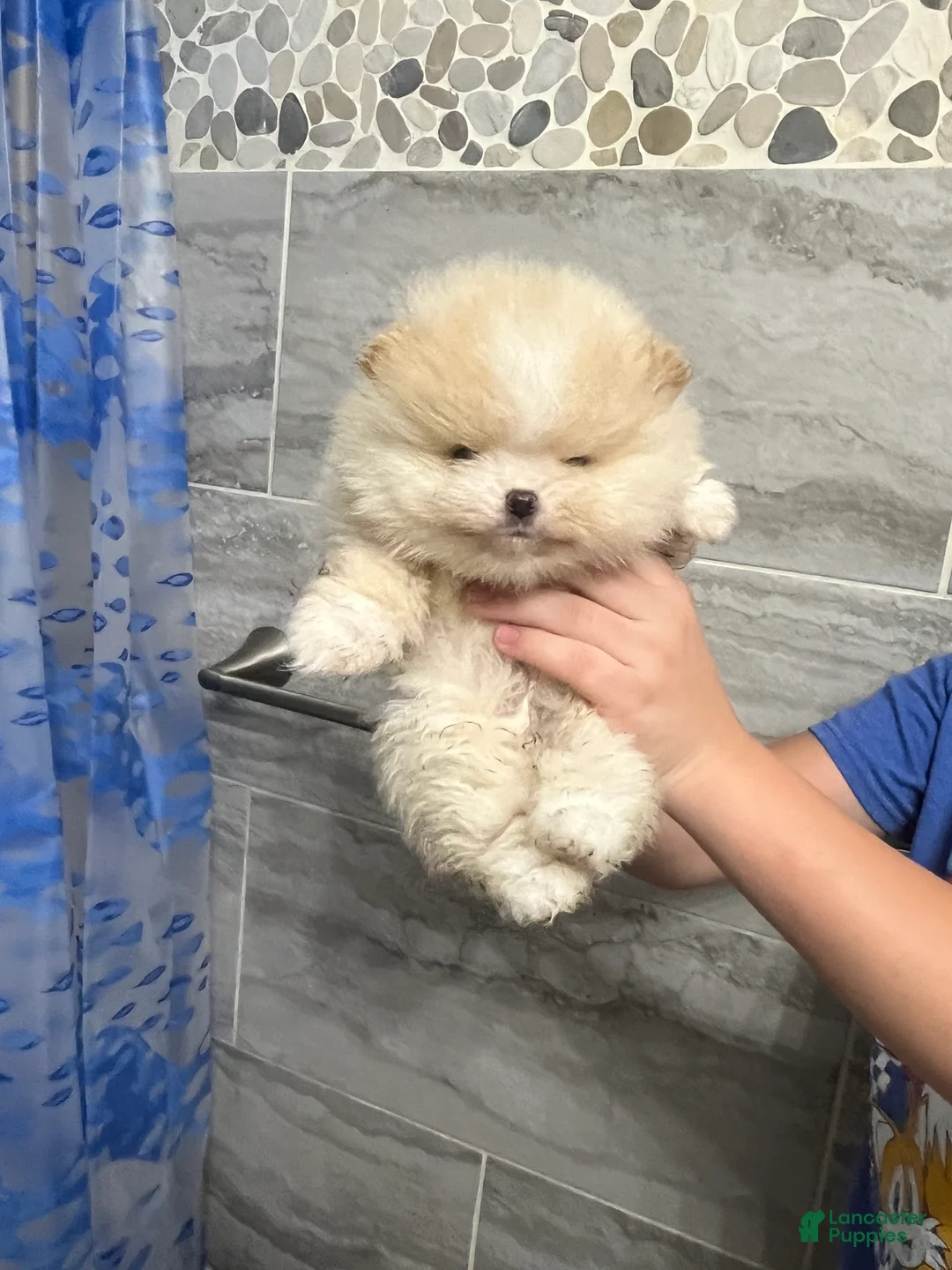 Pomeranian dogs for sale: Pomeranian Puppy 2 - Ad 2