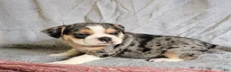 Mixed Breed dogs for sale: Exotic Merle Freelance Bulldog - Ad 3