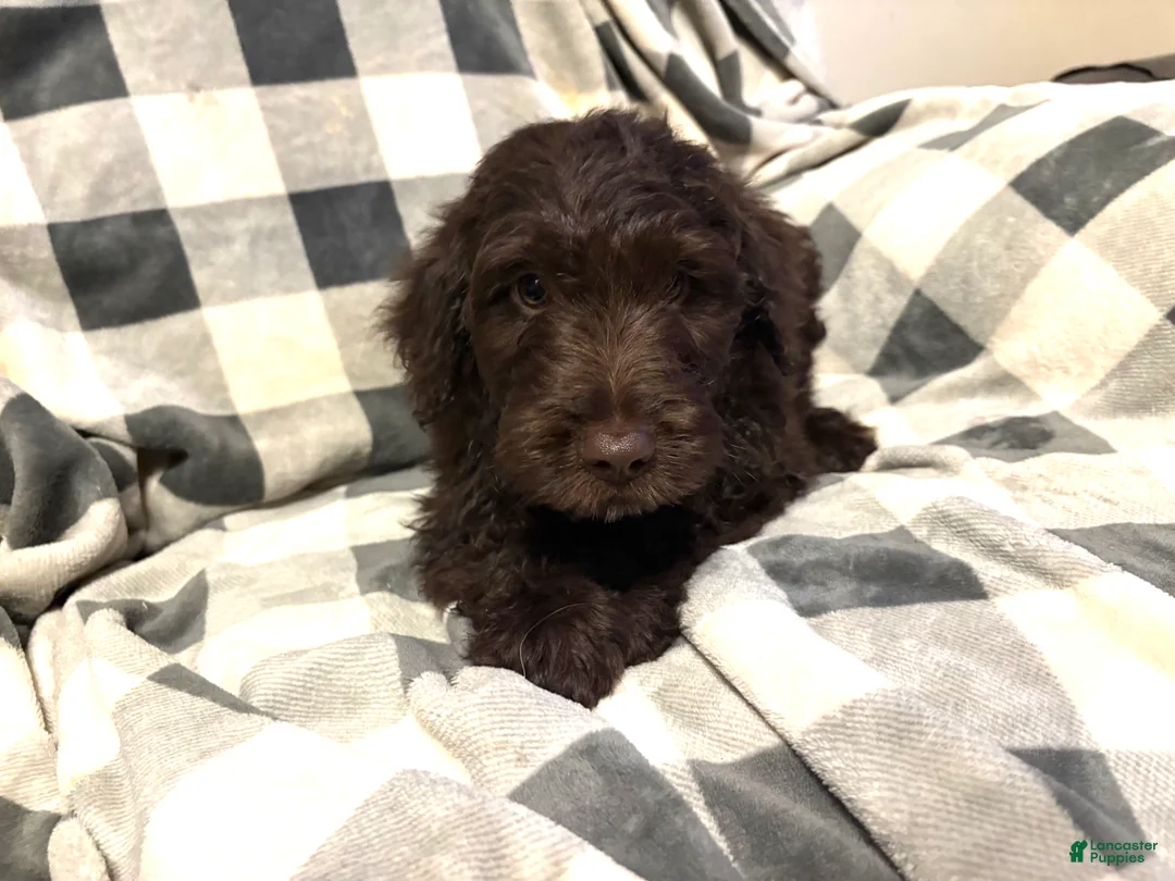 Aussiedoodle dogs for sale: Big Red  - Ad 1