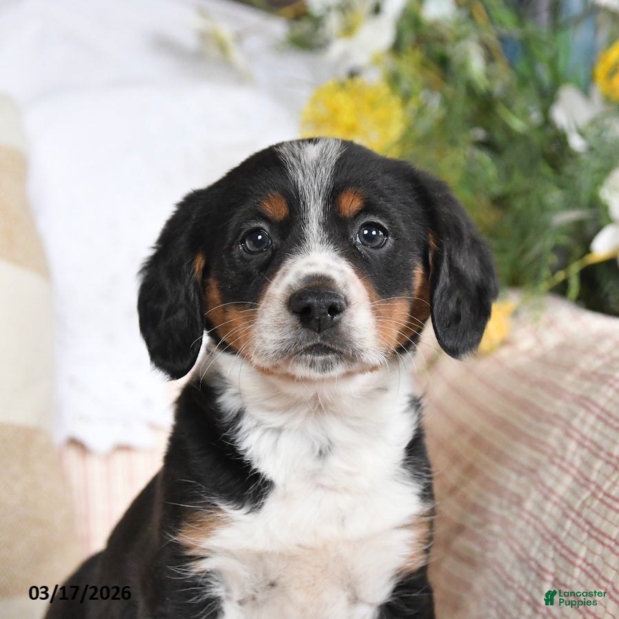 Mixed Breed dogs Chip - Ad 2