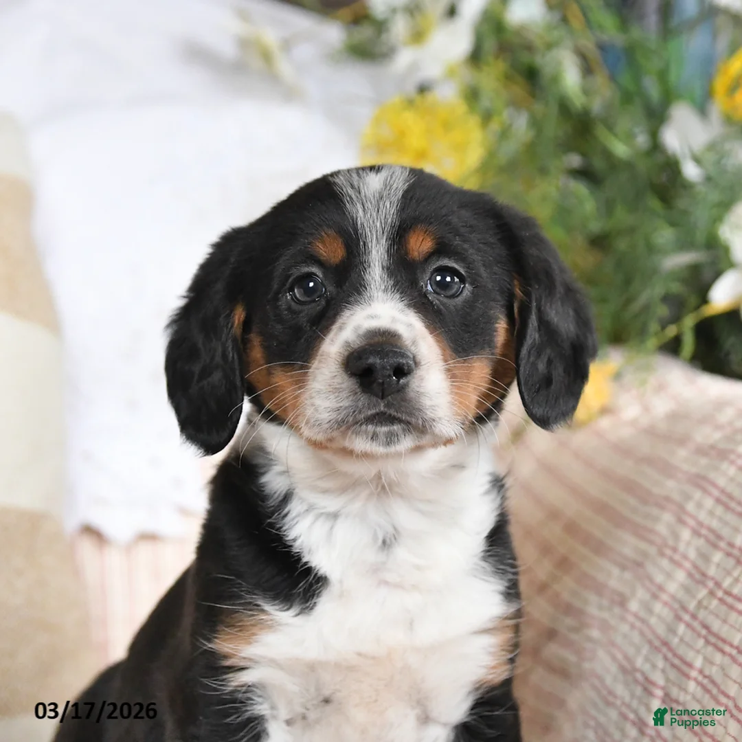 Mixed Breed dogs for sale: Chip - Ad 2