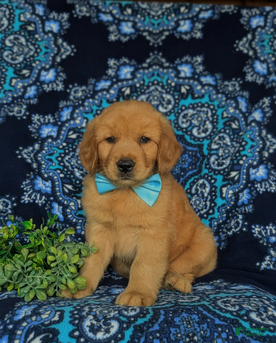 Golden Retriever dogs for sale: Roscoe - Ad 2