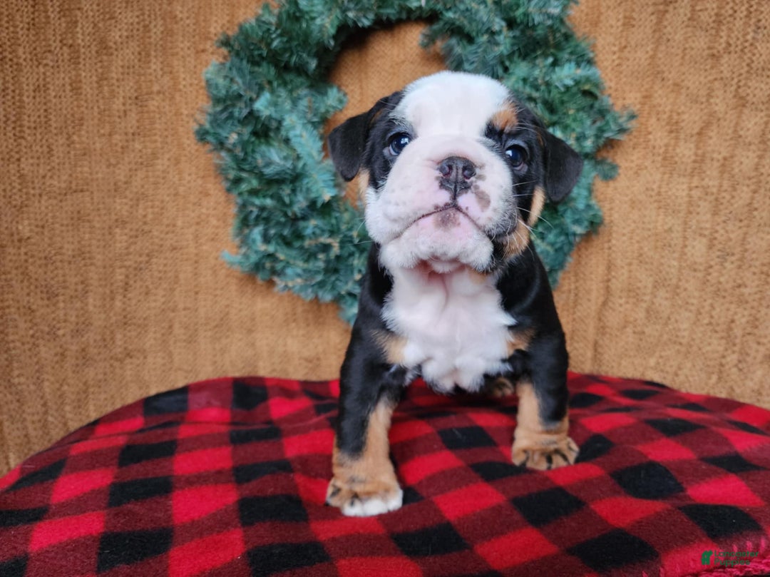 English Bulldog dogs for sale: Easton - Ad 8