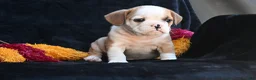 Mixed Breed dogs for sale: Oliver - Ad 4