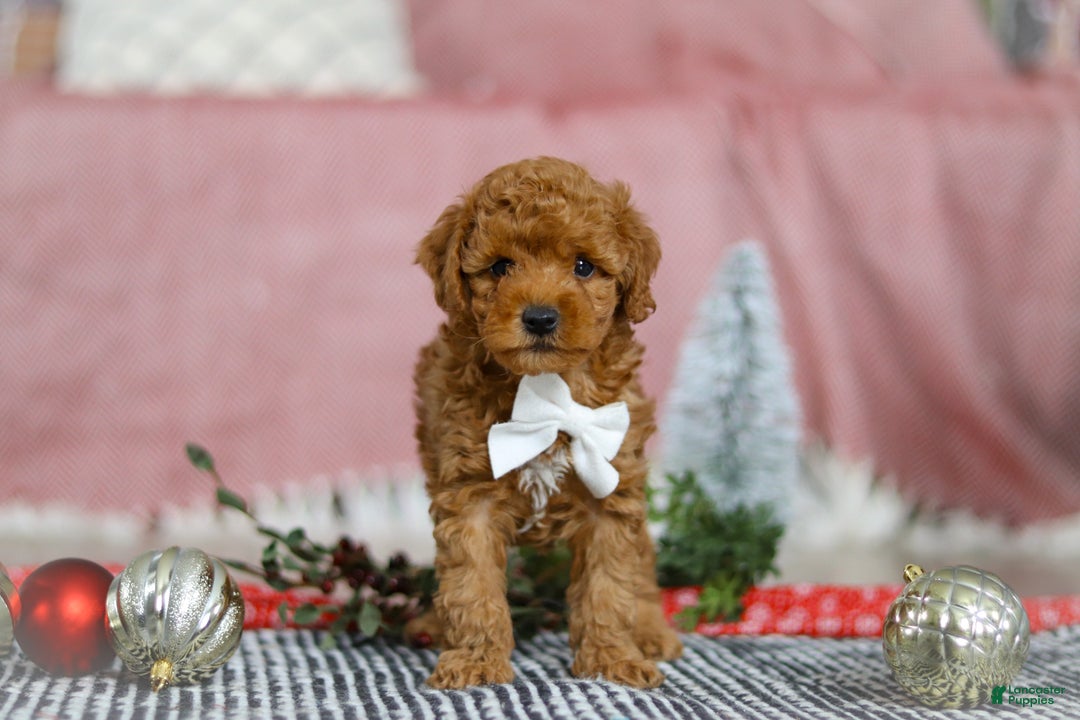 Miniature Poodle dogs for sale: Jax - Ad 2