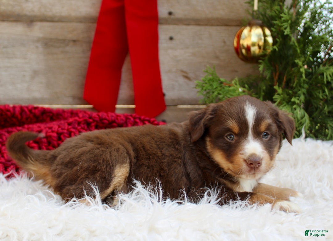 Miniature Australian Shepherd dogs for sale: Gracie  - Ad 3