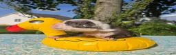 Olde English Bulldogge dogs for sale: Rocky - Ad 4