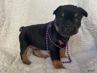 French Bulldog dogs - Ad 28