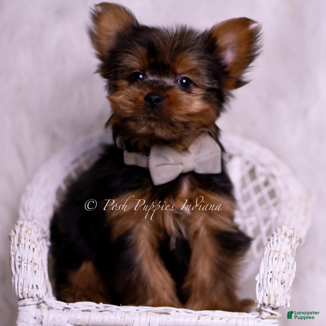 Yorkshire Terrier dogs for sale: Roo - Ad 1