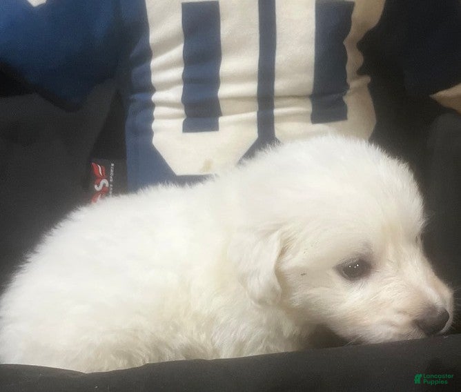 Great Pyrenees dogs Dutchess - Ad 1
