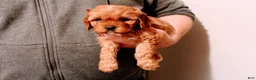 Cavalier King Charles Spaniel dogs for sale: Oliver - Ad 3