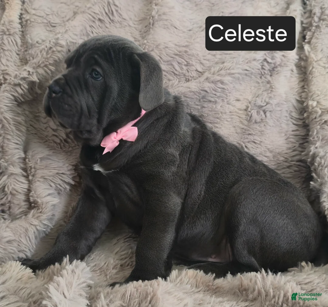 Cane Corso dogs for sale: Celeste - Ad 5