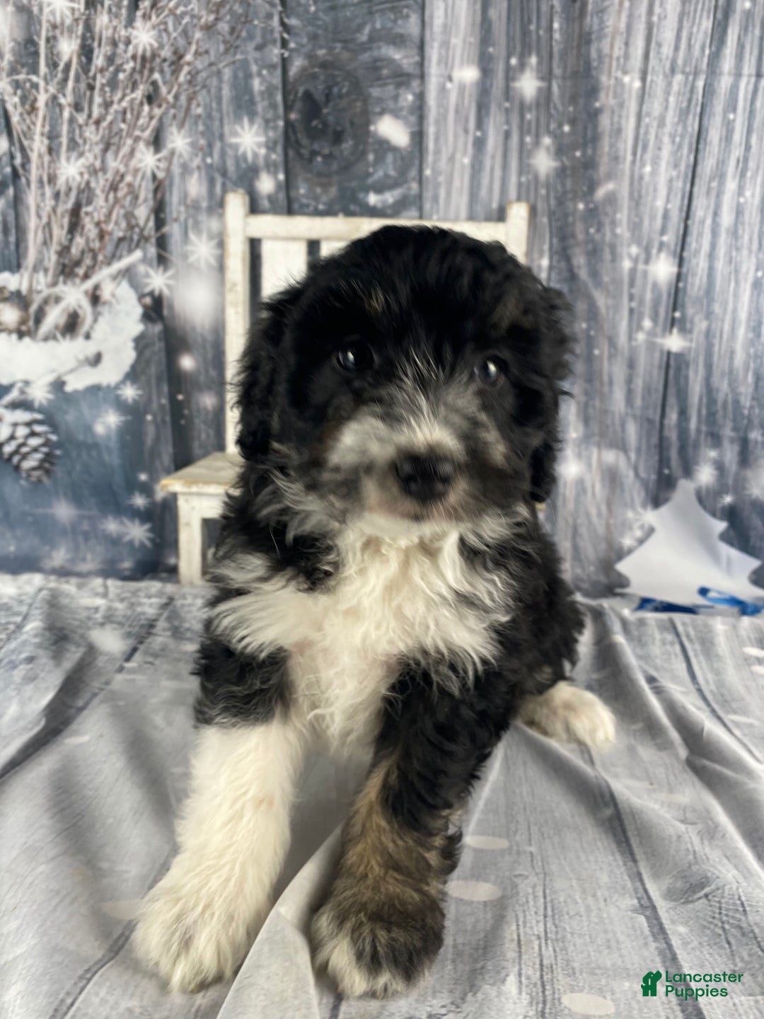 Aussiedoodle dogs for sale: Bella - Ad 13