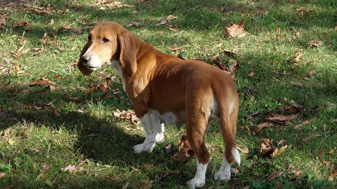 Basset Hound dogs for sale: Milo - Ad 3