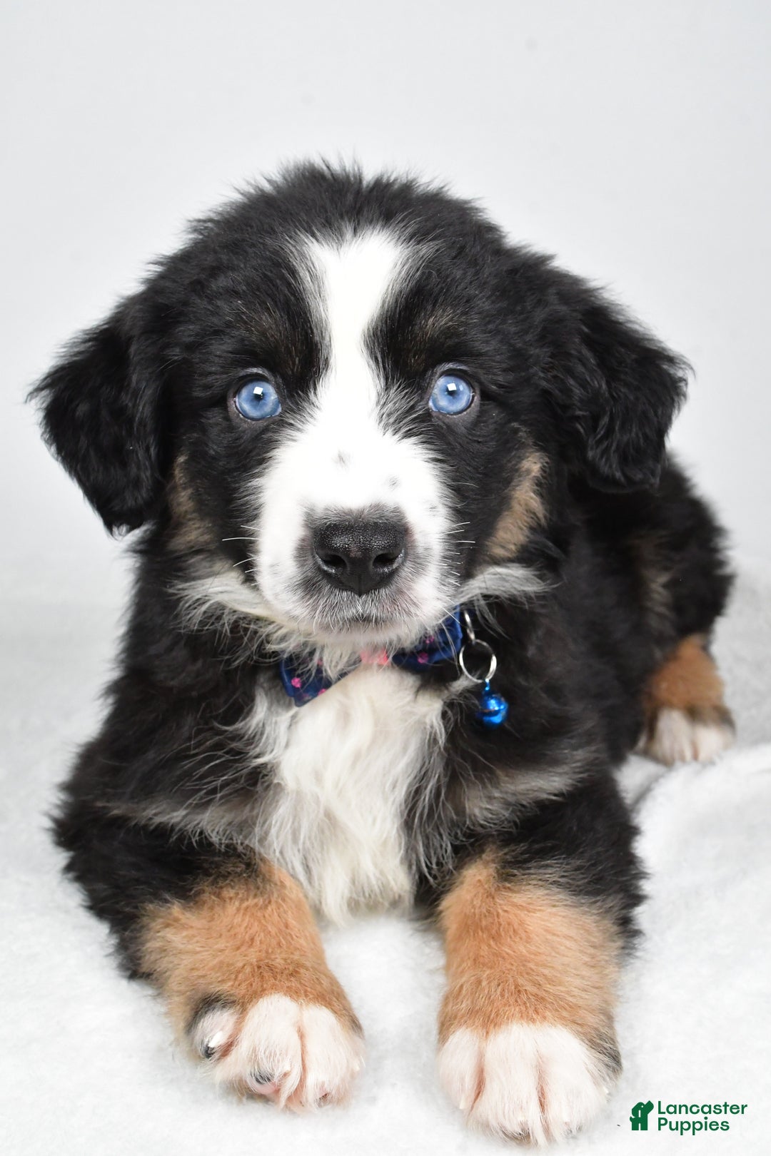 Miniature Australian Shepherd dogs for sale: Jeremias  - Ad 3