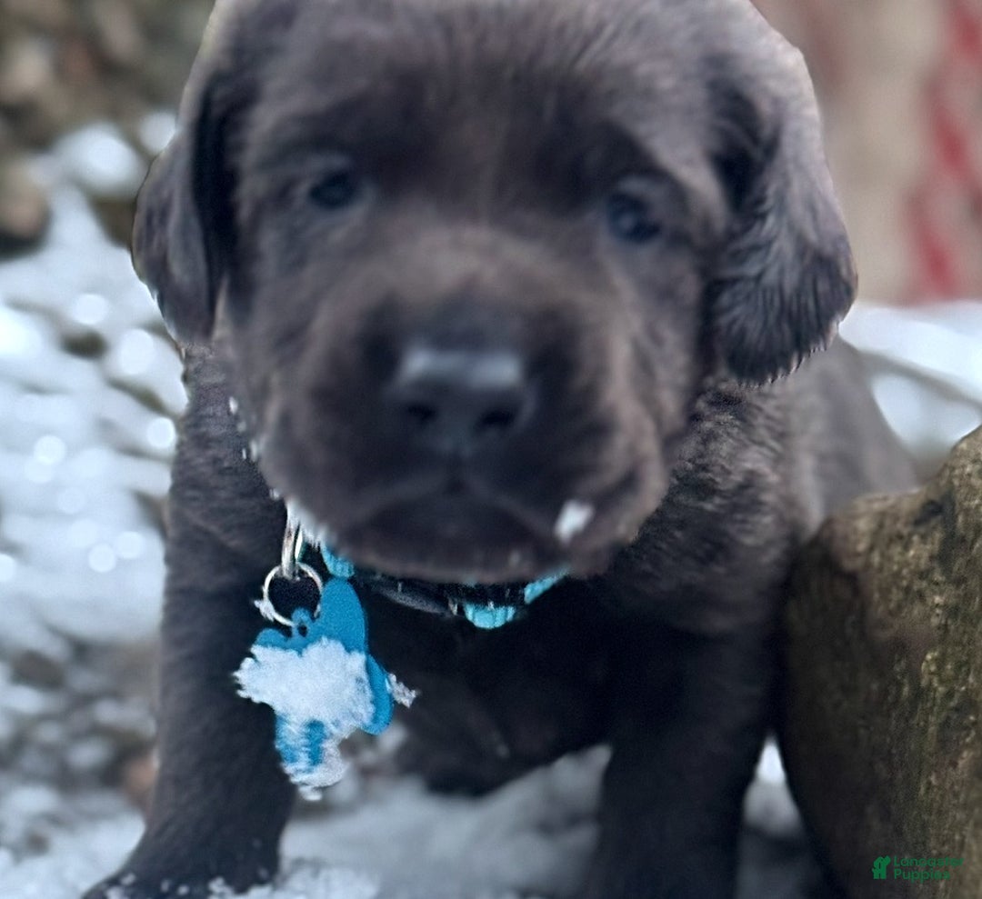 Labrador Retriever dogs for sale: Labrador Retriever Puppy 1 - Ad 4
