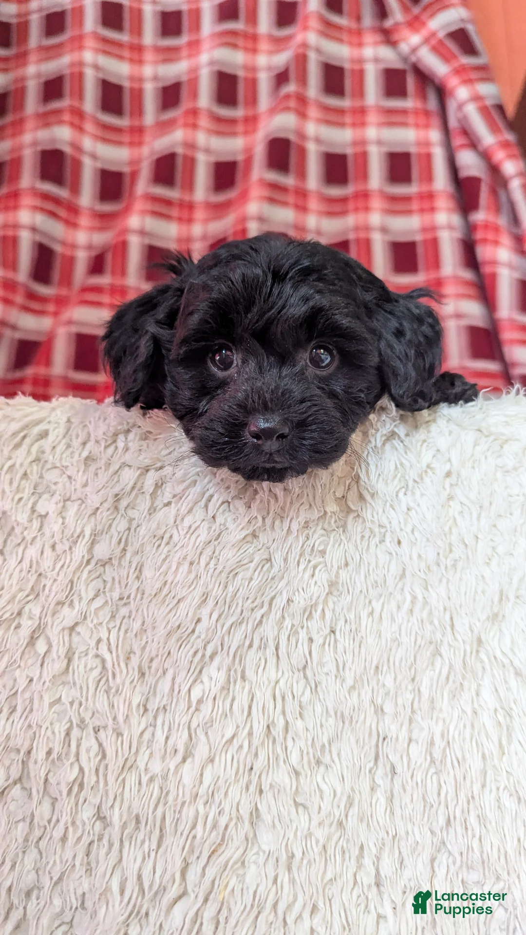 Yorkiepoo dogs for sale: Tyson  - Ad 15