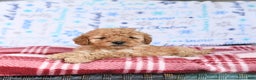 Miniature Poodle dogs for sale: Munch  - Ad 4