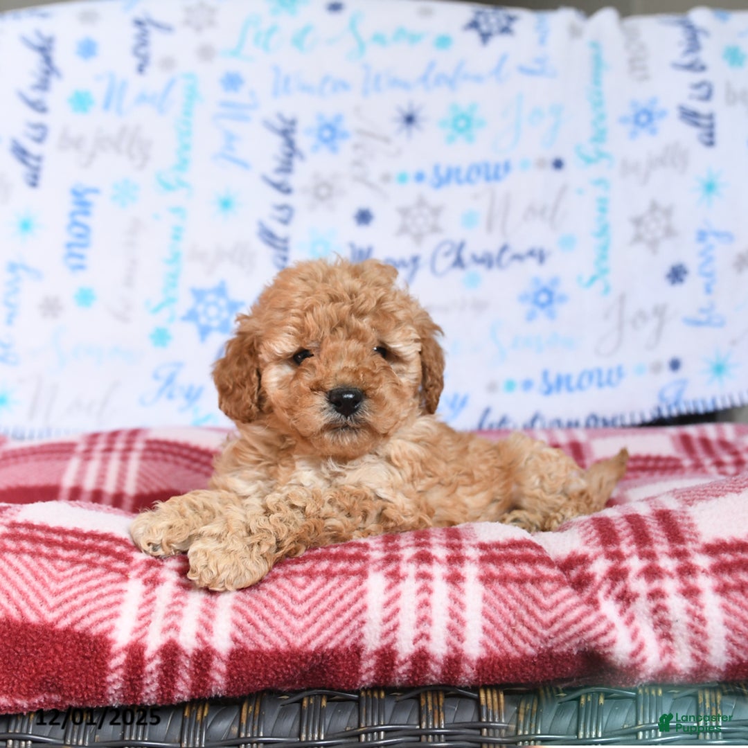Miniature Poodle dogs for sale: Munch  - Ad 4