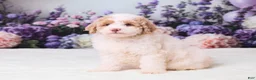 Mini Goldendoodle dogs for sale: Calvin - Ad 5