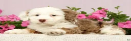 Mini Bernedoodle dogs for sale: Jayce - Ad 7